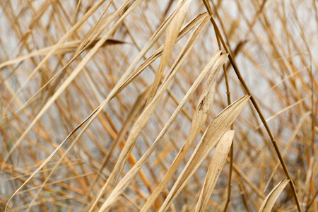 Abstract seasonal autumn background: dry plant / reed / reeds bush closeup forming a geometric pattern with blurred water as a backdrop. Can be used as a postcard or wallpaper.の写真素材