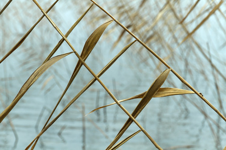 Abstract seasonal autumn background: dry plant / reed / reeds bush closeup forming a geometric pattern with blurred water as a backdrop. Can be used as a wallpaper.の写真素材