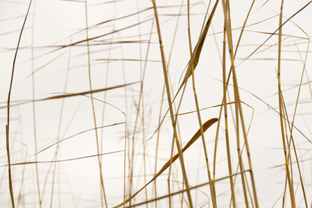 Abstract seasonal autumn background: dry plant / reed / reeds bush closeup forming a geometric pattern with silhouettes and blurred backdrop. Can be used as a wallpaper or postcard.の写真素材