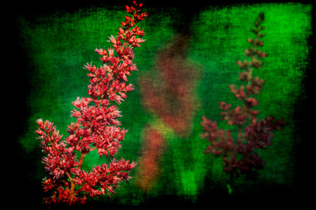 Grunge fabric textured vintage closeup image of red astilbe flowers of growing by summer in garden or park with blurred green background consisted of other plants.  Can be used as a wallpaper or postcard.の写真素材