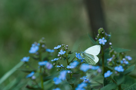 Botanic gardening plant nature image: forget-me-not (myosotis, boraginaceae, cynoglossum) flowers closeup with butterfly sitting on it among green plants over blurred background. Can be used as a wallpaper or postcard.の写真素材