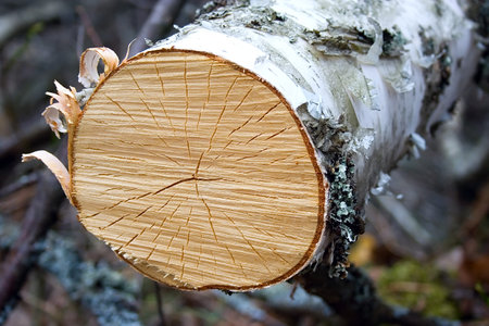 Birch trunk section pattern. Annual rings and wooden texture are visible.の写真素材