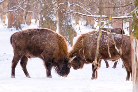 Two wild bisons in fight among the winter forest with trees on the snowの写真素材