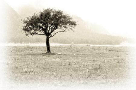 Lonely single tree on a meadow by autumn day with fog and mist in a mountain area. Image gas been made in an old photo style.の写真素材