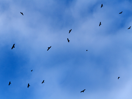 Nature background pattern: black silhouettes of birds with blue sky and clouds in the background.の写真素材