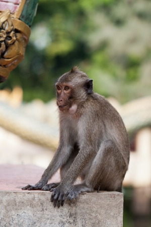 Macaque monkey  Kingdom of Thailandの写真素材