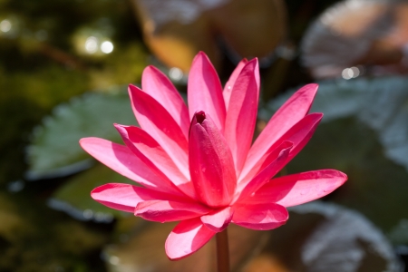 Blooming red lotus is on water surface  Thailandの写真素材