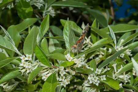Butterfly Vanessa cardui (Linnaeus, 1758) is on a branch of a blooming Elaeagnus umbellata.の写真素材