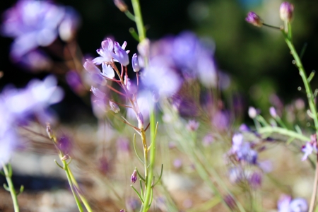 Elegant flowers on the windの写真素材