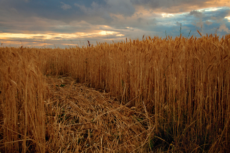 Dark clouds over wheat fieldの写真素材