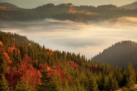 Morning mist in mountain woodland. Autumn dawn.の写真素材