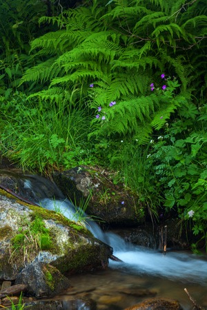 Mountain forest cold clear stream.の写真素材