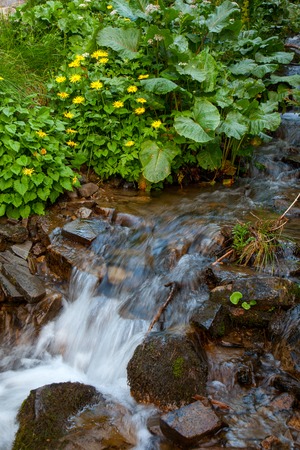Mountain forest cold clear stream.の写真素材