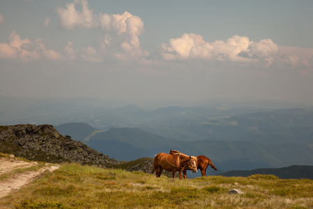 Family of horses on mountain meadowの写真素材
