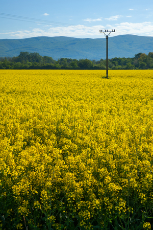 Yellow field rapeseed in Slovakiaの写真素材