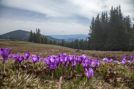 lot of purple crocus flowers in springの写真素材