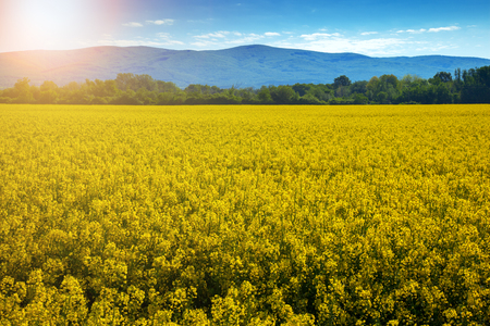 Yellow field rapeseedの写真素材