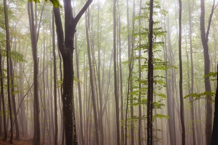 Mystic morning foggy forest landscapeの写真素材
