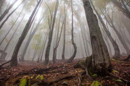 Mystic morning foggy forest landscapeの写真素材