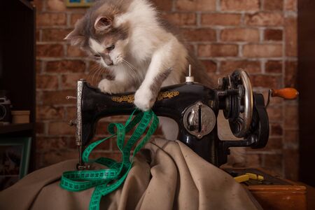 Fluffy cat plays and steals green measuring tape. Tailor workshop. Old sewing machine.の写真素材