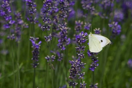 White butterfly on lavender fieldの写真素材