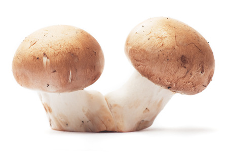 Two button mushrooms isolated on white backgroundの写真素材