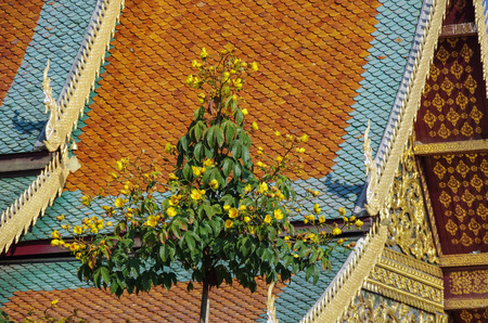 Tree with flowers and roof of  Wat Chiang Man temple in Chiang Mai, Thailand.の写真素材