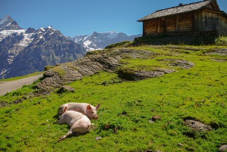 Pigs in an Alpine meadow with mountains in snow in background. Jungfrau region, Switzerlandのeditorial素材