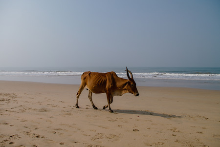 Cow walking on the beach in Goa, Indiaの写真素材