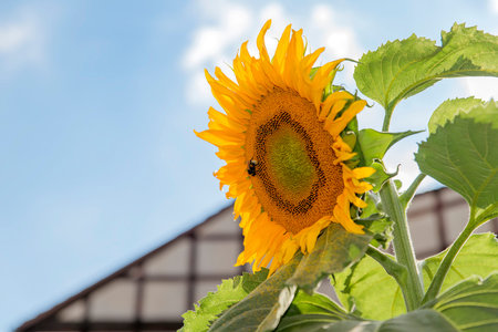Shaggy bumblebee collects pollen yellow in a sunflower hatの写真素材