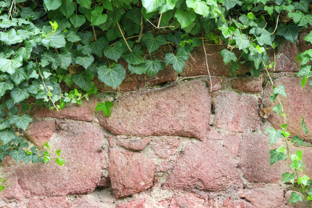 Background frame, from overhanging foliage over a stone wallの写真素材
