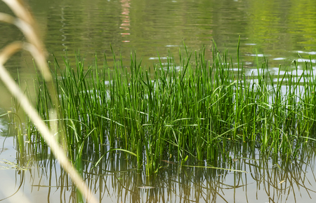 Island of green grass grows in the water near the shoreの写真素材