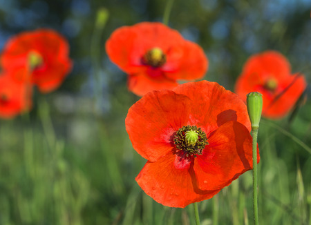 Red field poppies grow in the green grass, summer morningの写真素材