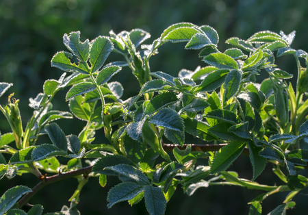 Rosa is a natural phenomenon, beautifully lies on the leaves of plants in the early morningの写真素材