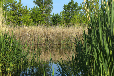 Beautiful view of the natural reservoir through the green vegetationの写真素材