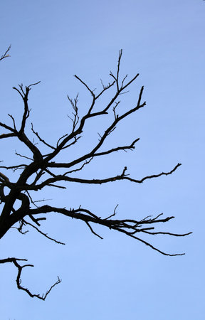 dry tree on blue sky backgroundの写真素材