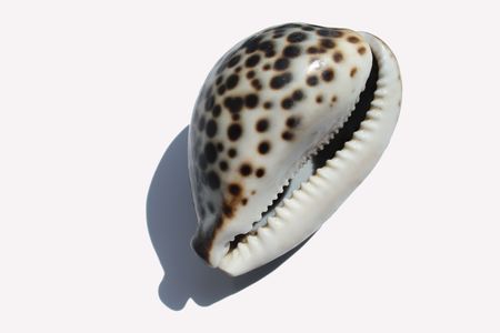 sea shellの写真素材