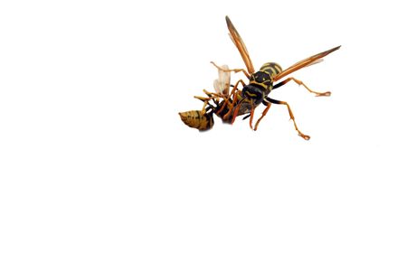The wasp eating other wasp. Eating similar is characteristic not only for animals, but also for people. For example, in business.の写真素材