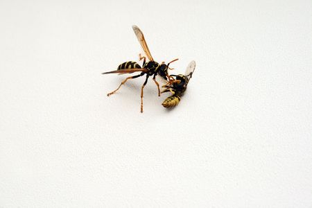  The wasp eating other wasp. Eating similar is characteristic not only for animals, but also for people. For example, in business.の写真素材