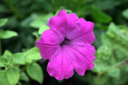 Purple Petuniaの写真素材