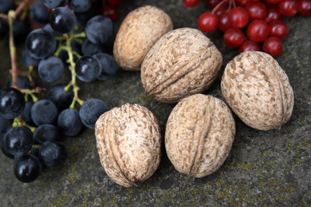 Grapes, guelder-rose and walnuts on a stoneの写真素材