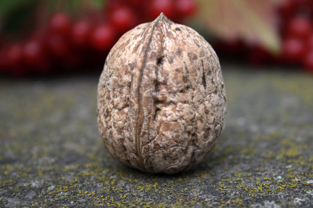 single walnut on stoune background