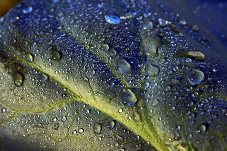 Dew drops on cabbage leafの写真素材