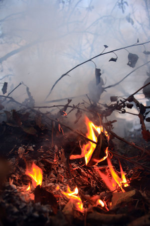 Burn fallen down leaves
