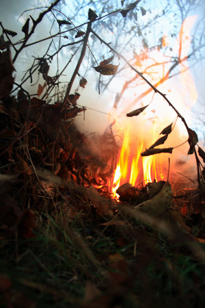 Burn fallen down leaves