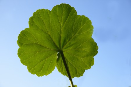 green leafの写真素材