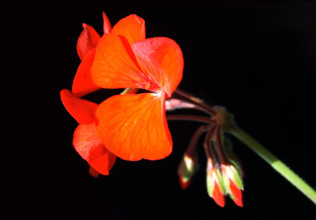 Red flowers on black background