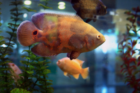 Tropical fishes in the aquriumの写真素材