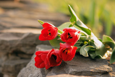 red tulips on stone wallの写真素材