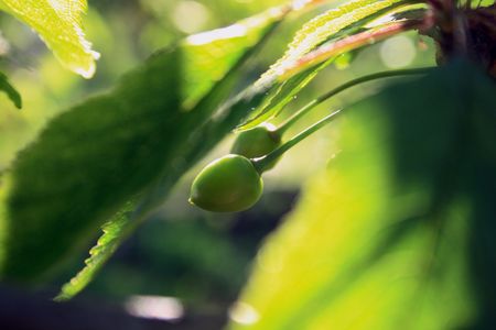 Unripe berries of a sweet cherry on a branch in a gardenの写真素材